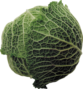 Cabbage PNG image-8810